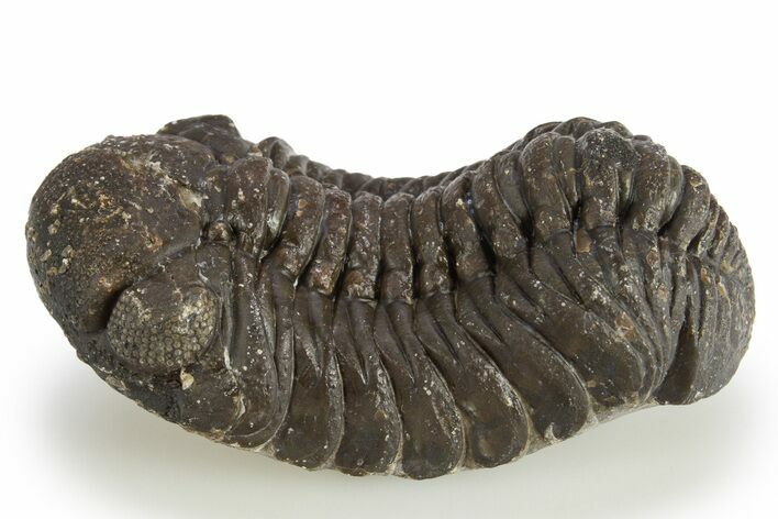 Detailed Austerops Trilobite - Mostly Removed From Rock #311194